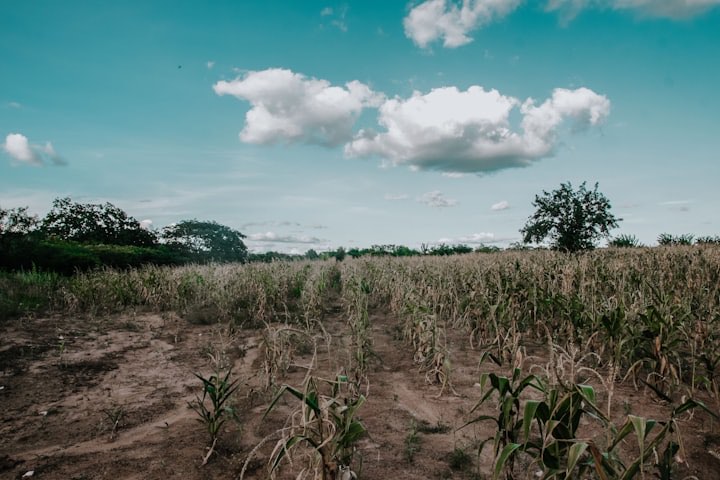 Crop field under an open sky